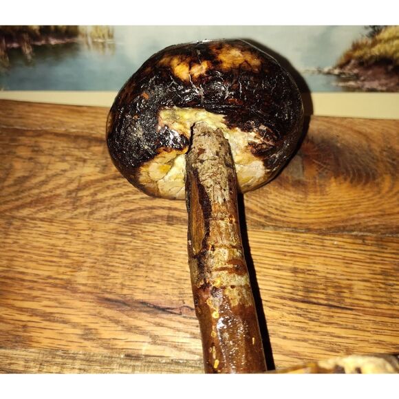 Handcrafted Mushroom/Tree Art Made from Small Live Oak Burl - Unique and Rustic - Picture 4 of 11